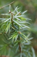 Juniperus-communis-27-06-2009-6047