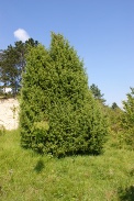 Juniperus-oxycedrus-27-06-2009-6621