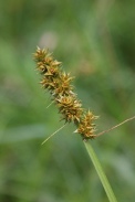 Carex-cuprina-17-07-2011-2721