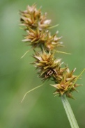Carex-cuprina-17-07-2011-2722