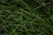Carex-digitata-05-06-2010-9100