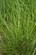 Carex-divulsa-17-06-2010-0053