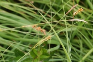 Carex-panicea-09-07-2009-9404