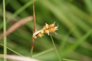 Carex-panicea-09-07-2009-9405