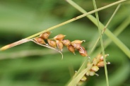 Carex-panicea-09-07-2009-9406