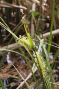 Carex-rostrata-27-04-2011-7378