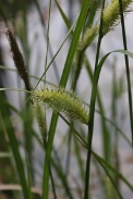 Carex-rostrata-27-04-2011-7382