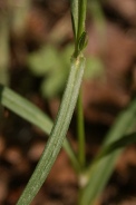 Dianthus-armeria-15-07-2011-2150