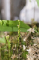 Drosera-rotundifolia-02-07-2009-8091