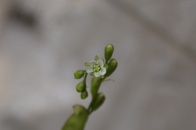 Drosera-rotundifolia-28-06-2009-6718