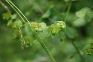 Euphorbia-amygdaloides-13-06-2009-4868