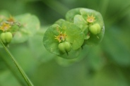 Euphorbia-amygdaloides-13-06-2009-4869
