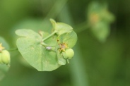 Euphorbia-amygdaloides-13-06-2009-4870