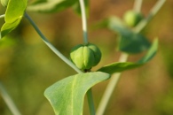 Euphorbia-lathyris-01-07-2009-7438