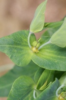 Euphorbia-lathyris-06-06-2009-3976