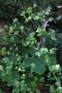 Euphorbia-sylvatica-28-07-2011-3572