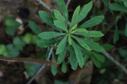 Euphorbia-sylvatica-28-07-2011-3575