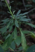 Euphorbia-sylvatica-28-07-2011-3581