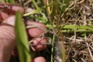 Trifolium-arvense-21-07-2011-2878