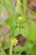 Trifolium-micranthum-28-05-2009-2963