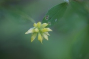 Trifolium-micranthum-28-05-2009-2967