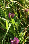 Trifolium-pratense-07-07-2009-8726