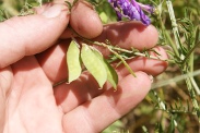 Vicia-tenuifolia-02-06-2011-9592