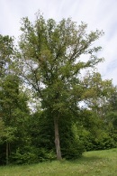 Quercus-pedunculata-20-06-2009-5359