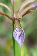 Iris-foetidissima-29-06-2010-1277