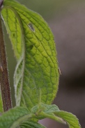 Mentha-longifolia-30-07-2010-3315
