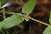 Scutellaria-galericulata-06-07-2011-0916