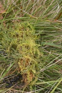 Utricularia-ochroleuca/Utricularia-ochroleuca-17-09-2011-5222