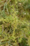 Utricularia-ochroleuca/Utricularia-ochroleuca-17-09-2011-5227