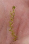 Utricularia-ochroleuca/Utricularia-ochroleuca-17-09-2011-5239