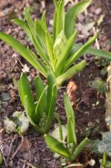 Hyacinthus-orientalis-14-03-2009-186