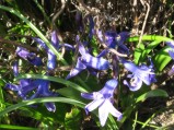 Hyacinthus-orientalis-16-03-2009-4811