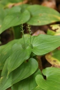 Maianthemum-bifolium-20-06-2009-5636