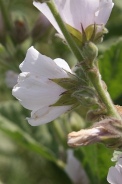 Althaea-officinalis-15-07-2011-2359