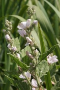Althaea-officinalis-15-07-2011-2373