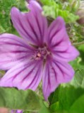Malva-sylvestris-fleur1