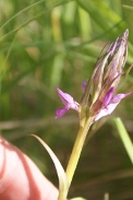 Dactylorhiza-praetermissa-02-06-2011-9496