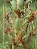 Himantoglossum-hircinum-10-07-2008-4