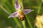 Ophrys-apifera-24-06-2010-0756