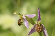Ophrys-apifera-29-06-2010-1073