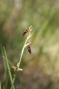 Ophrys-insectifera-18-05-2011-8216