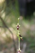 Ophrys-insectifera-18-05-2011-8256