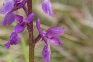 Orchis-mascula-01-05-2010-7555