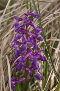 Orchis-mascula-01-05-2010-7567