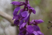 Orchis-mascula-01-05-2010-7602