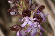 Orchis-purpurea-26-04-2010-7263